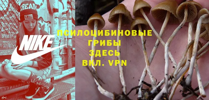 Псилоцибиновые грибы Psilocybe  Добрянка 